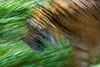Tiger Impression  