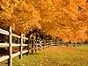Fall Trees along Fence 