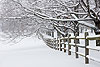 Winter Trees and Fence 