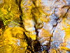Autumn Tree Reflection  (16) 