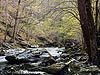 Spring Stream , Smoky Mountains (096)