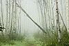 Foggy Forest Trail 