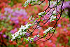 Dogwood Blossoms and Azaleas (44) 