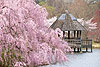 Cherry Blossoms and Gazebo Meadowlark Gardens, VA (107)