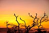 Roosting Tree Sunset, Guanacaste, Costa Rica(176) 
