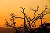 Roosting Tree Sunset, Guanacaste, Costa Rica (45) 