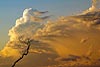 Tree and Sunset Clouds, Guanacaste, Costa Rica(50) 