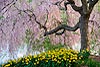 Flowering Japanese Cherry Tree with Daffodils (215) 