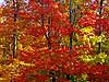 Colorful Maple Tree 