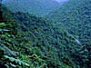 Bosque Lluvioso, Costa Rica 