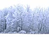 Snow Covered Trees  
