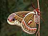 Cecropia Moth (Hyalophora cecropia)
