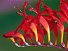 Mariquitas y Flor Roja 
