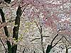 Cherry Blossom Canopy 
