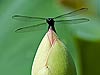 Dragonfly on Lotus Flower Bud (18)