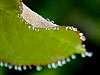 Rose Leaf Dew Drops 