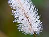 Dew Covered Grass (6) 