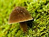 Mushroom and Moss (175) 