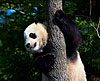 Panda 39 (National Zoo)