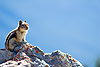 King of the Mountain Chipmunk on top of a rock outcropping.