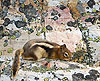 Ground Squirrel on Colorful Boulder (79) 