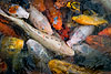 Colorful Koi Fish (275) 
