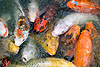 Colorful Koi Fish (280) 