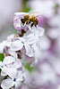Bee on Lilac Flowers (434) 