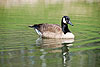 Canda Goose and Green Reflections (9) 