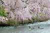 Canada Geese and Cherry Blossoms (115) 