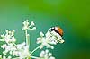 Ladybug on Queen Anne\'s Lace 
