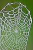 Arched Web (170) 