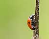 Ladybug Climbing Stick (188) 