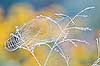 Colorful Dew Covered Web (21) 