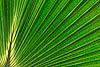 Palm Leaf (236) 