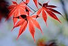 Japanese Maple Leaves (30) 