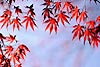 Japanese Maple Leaves (43) 