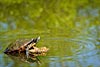 Turtle in a pond (167) 