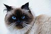 Blue-eyed Cat (138) 
