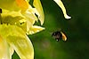 Bee and Orchid (158) 