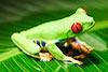 Red-eyed Tree Frog (320) 