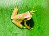 Golden Poison Dart Frog (363) 
