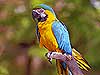 Blue and Gold Macaw 
