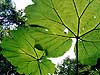 Umbrella Leaf Plant, Costa Rica 