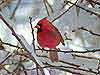 Winter Cardinal 
