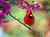 Spring Cardinal 
