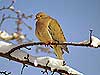 Winter Mourning Dove 

