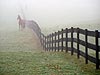 Horse by Fence 