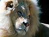 White Maned Lion 
