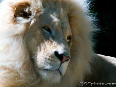 Nature E Cards White Maned Lion